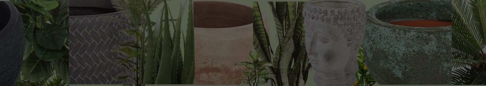 Ghivece si plante Essenza Shop