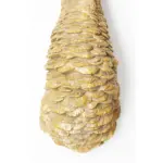 DECORAȚUNE DE PERETE OSTRICH AURIU 72 CM - imagine 6
