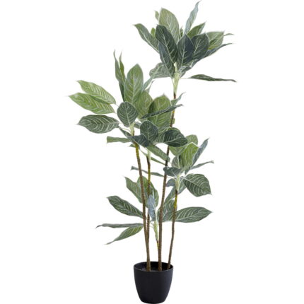 Planta decorativa Calathea 140cm