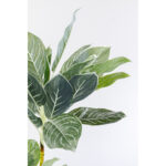 Planta decorativa Calathea 140cm