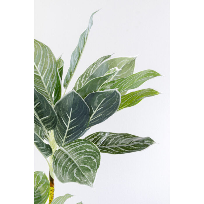 Planta decorativa Calathea 140cm