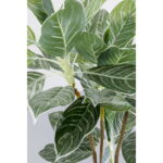 Planta decorativa Calathea 140cm
