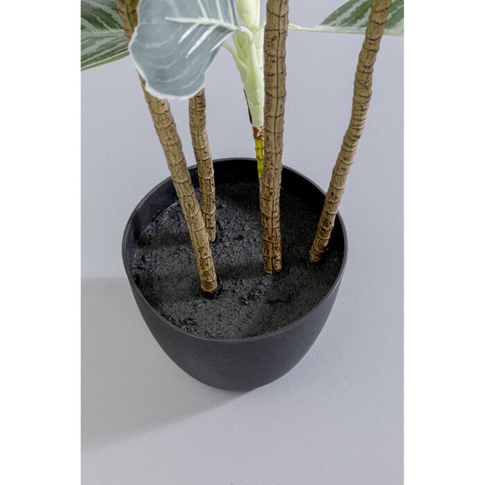Planta decorativa Calathea 140cm