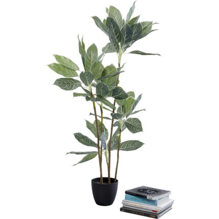 Planta decorativa Calathea 140cm