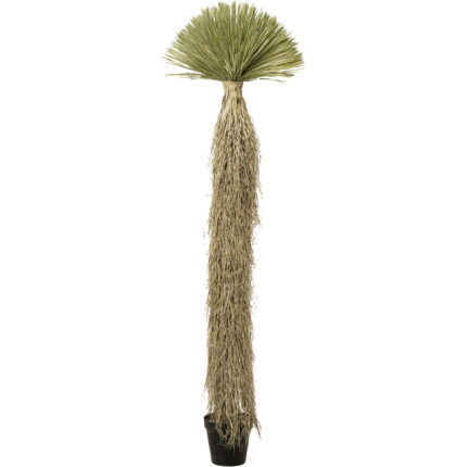 Planta decorativa Yucca Rostrata 240 cm