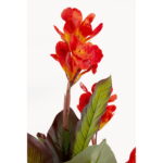 Planta decorativa Canna Lily 165 cm