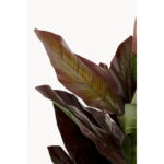 Planta decorativa Canna Lily 165 cm