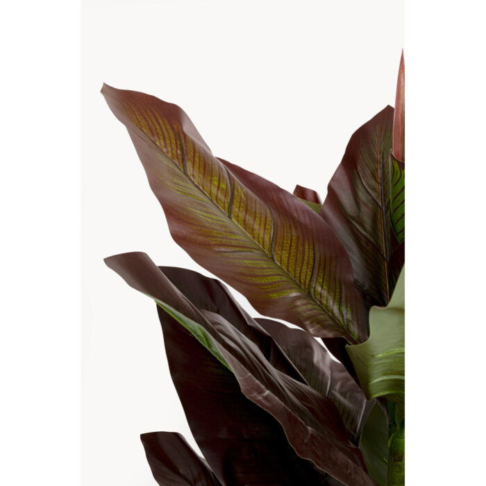 Planta decorativa Canna Lily 165 cm