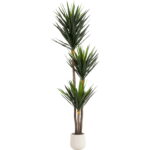 Planta decorativa Yukka 250m