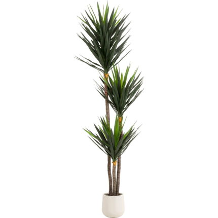 Planta decorativa Yukka 250m