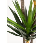 Planta decorativa Yukka 250m