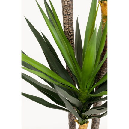 Planta decorativa Yukka 250m