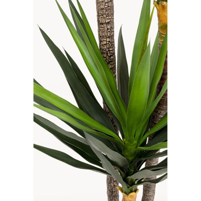 Planta decorativa Yukka 250m