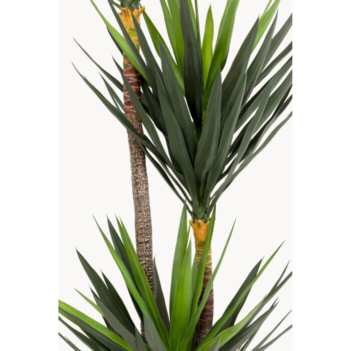 Planta decorativa Yukka 250m