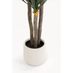 Planta decorativa Yukka 250m