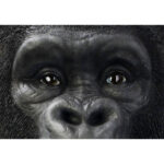 Figurina decorativa Monkey Gorilla Front XXL