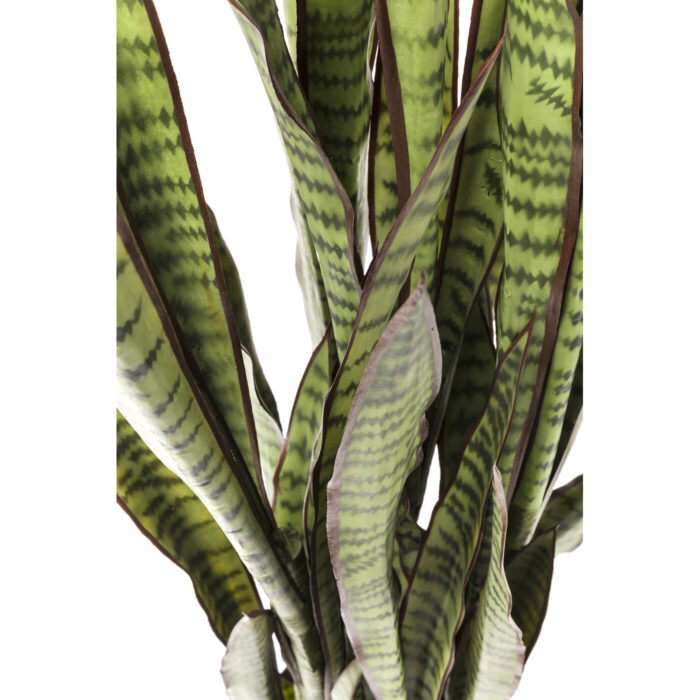Planta decorativa Sansewieria 155cm